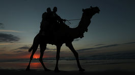 V dôsledku sucha na juhu Austrálie zastrelia takmer desaťtisíc tiav