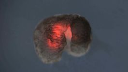 Vedci predstavili nové formy života. Xenobots žije