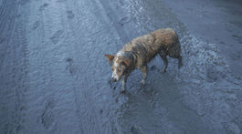 Organizácia Zvierací ombudsman prijala vyše 400 nahlásení týrania zvierat