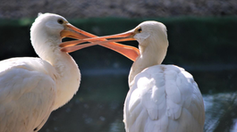 V zoo Bojnice potvrdili vtáčiu chrípku