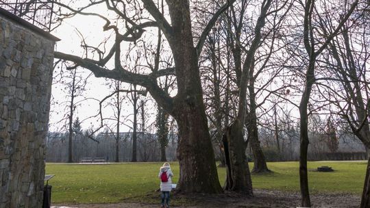 Platan javorolistý. Víťaz Strom roka na...