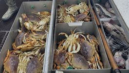 Kyslá voda v Tichom oceáne rozpúšťa krabie panciere