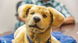 Robotický pes pomáha pacientom s demenciou