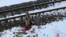 V Hornom Smokovci lovil vlk samotár, musel mať veľký hlad