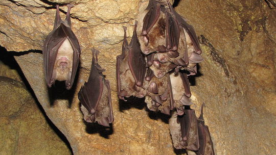 V Jasovskej jaskyni objavili zrejme najstaršieho netopiera