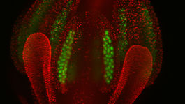 VIDEO: Vedci odhaľujú tajomstvo rozmnožovania rastlín. Proces nakrúcajú v reálnom čase