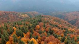 Čo sa deje v slovenských lesoch? Pozrite si nový seriál