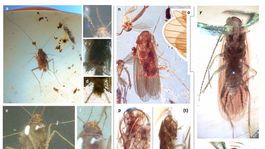 Paleontológovia zo SAV objavili vzor vymierania všetkých jaskynných fáun