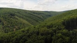 Ako sa pohybuje drevo? Lesy SR zaviedli monitoring