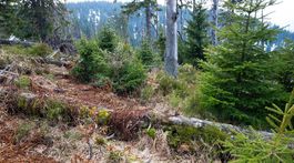 Lesník: Máme iba pár rokov na záchranu lesov. A seba