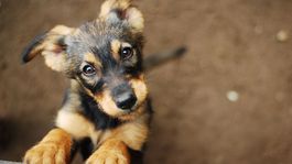 Ako poukázať dve percentá z daní