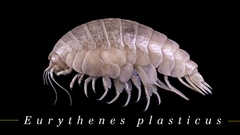 1a Eurythenes plasticus WWF
