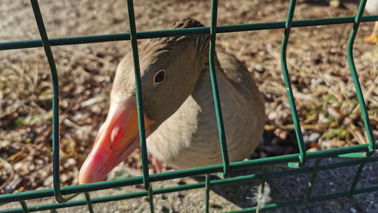 Bratislavskú zoo dočasne zatvoria, u jednej z husí potvrdili vtáčiu chrípku