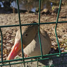 zoo Bojnice, karantena, vtacia chripka kačica, vták, hus