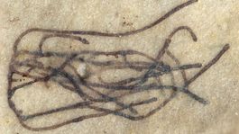 Praveké podmorské živočíchy boli prepojené sieťou vlákien