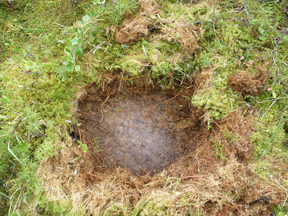Permafrost.