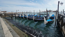 National Geographic: Správa o delfínovi v Benátkach je lož. Takto fáma vznikla