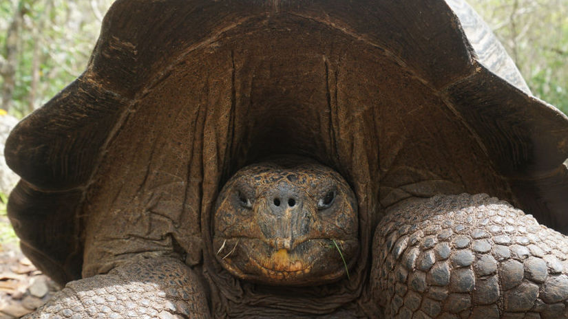 galapagy