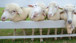 Kvalitné potraviny sú pre zdravie kľúčové: Ovčiari ponúkajú čerstvú jahňacinu