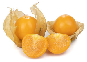 Physalis