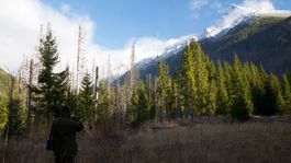 Lesy SR zmenili vedenie i štruktúru. Pomôže to hospodáreniu v lesoch?