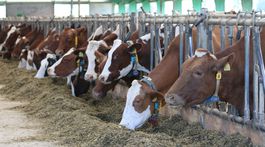 Mliekári očakávajú vyššie priame platby