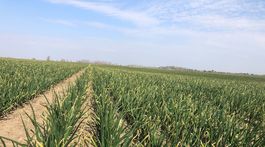 Prírodné antibiotikum na našich poliach