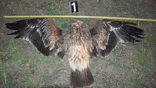 Na Považí našli otráveného orla kráľovského a ďalšie chránené živočíchy