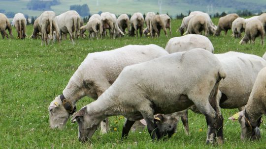 Ovce v Grécku spásli vyše 270 kilogramov konope, skákali vyššie ako kozy