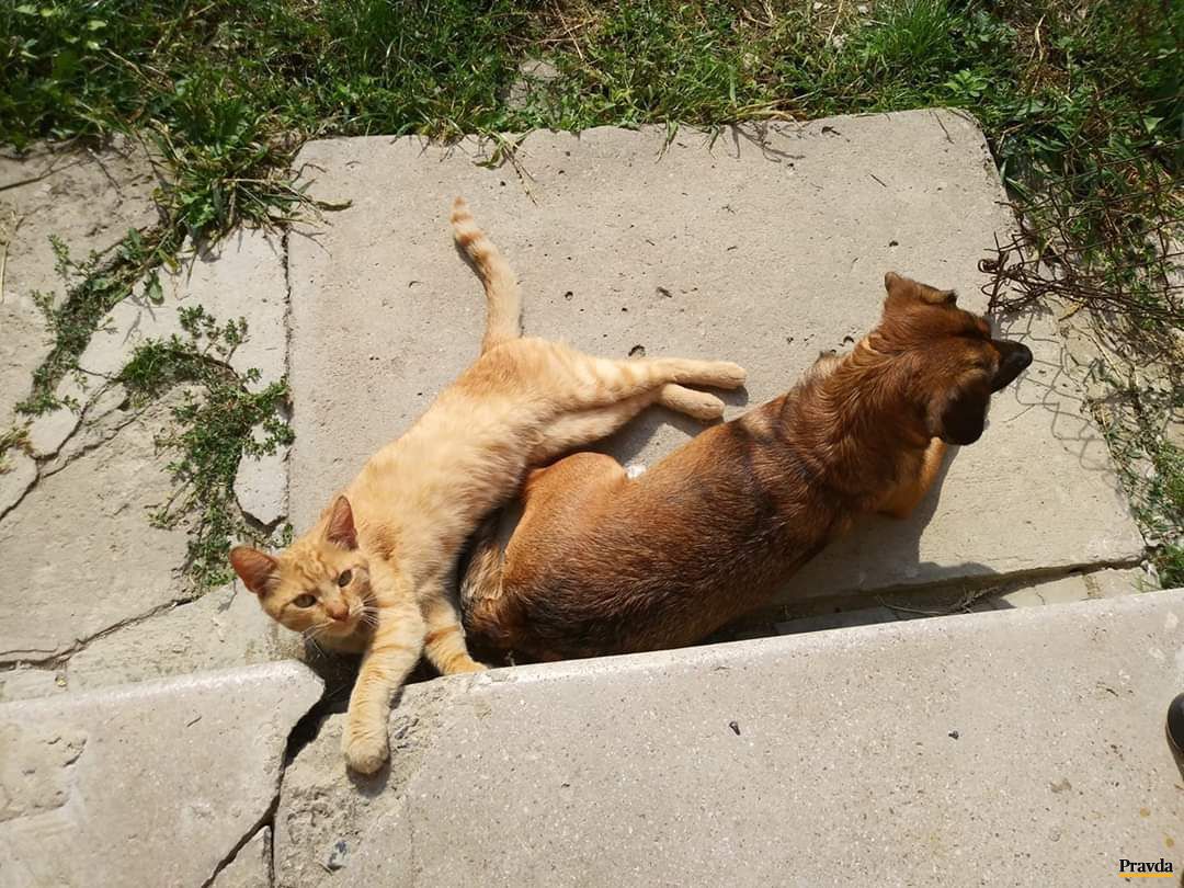 S kocúrom Mňavom, ktorý do rodiny pribudol pred...