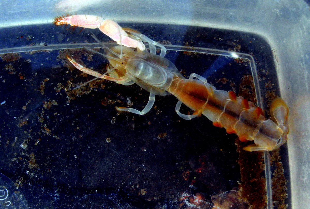 Ráčik duch, po anglicky ghost shrimp, patrí k...