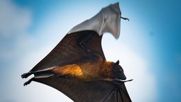 Korunný liek? Pokora k prírode