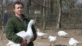 Haj, husičky, haj - zostala nám čižma v blate