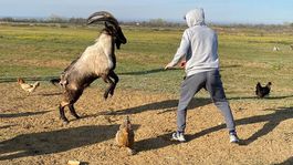 Z klietky na gazdovský dvor. Beštia z Dagestanu trénovala so zlostným capom