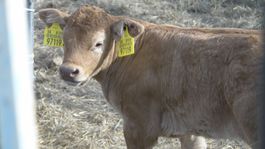 Z mliekarne v Hriňovej vytieklo do rieky Slatina množstvo mlieka