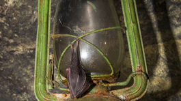 Pária aj rodia sa dole hlavou. Netopierom korona renomé nezlepšila