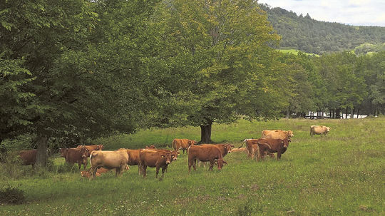 Úder blesku v americkej Alabame zabil 31 kráv, schovávali sa pod stromom