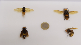 Včely v ohrození? Sršeň mandarínsky je už v USA a ázijský v Európe