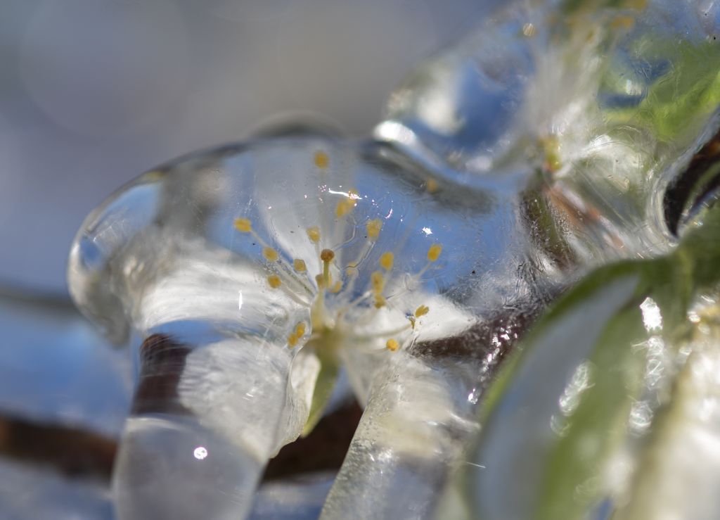 mráz, ľad, kvet, čerešňa