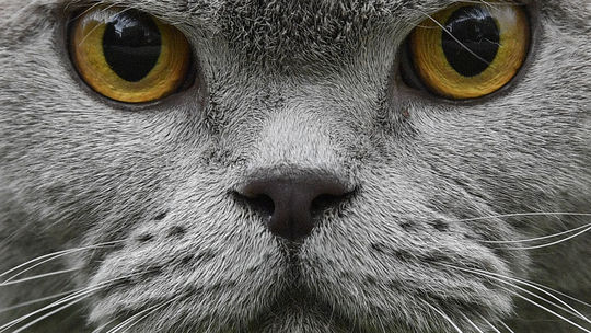 Domáce mačky usmrtia v Austrálii každoročne milióny zvierat
