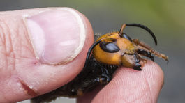 Ani najväčšie sršne nepredstavujú najväčšiu hrozbu