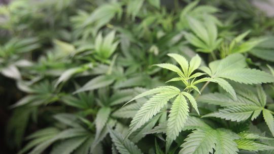 V Luxembursku predstavili zákon umožňujúci pestovanie marihuany v domácnostiach