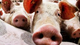 Africký mor ošípaných potvrdili v ďalších chovoch v Trebišovskom okrese