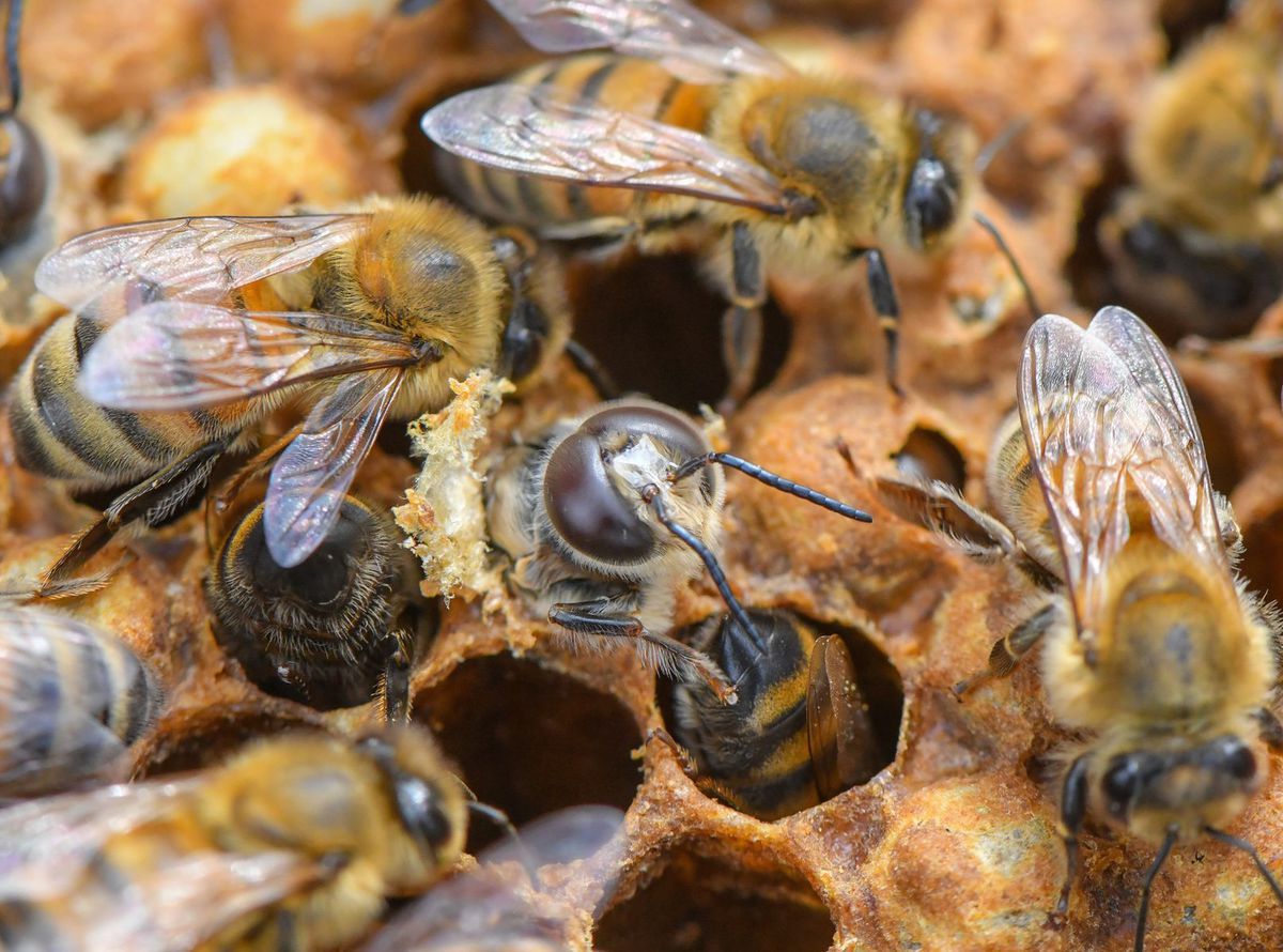 Včely / Včela /