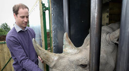 Záber z roku 2012 - Princ William navštívil chráneného nosorožca.