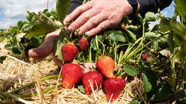 Jahody ľuďom chutia, nestačia dozrievať 