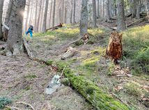 les, prales, Jalovecká dolina