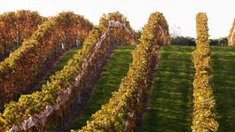 Slovenské víno nerozdeľuje, ale spája. Prežijú domáci vinári pandémiu? A ako?