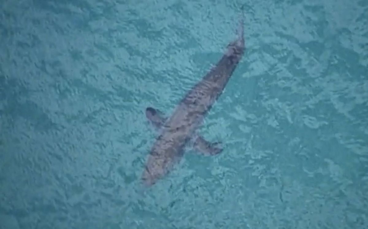 Austrália žralok smrteľný útok