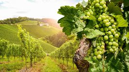 Ako krajina vína prichádza o víno